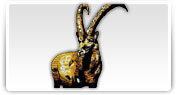 Broderii cu modele reprezentand animale