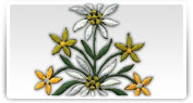broderii modele florale