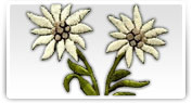 broderii modele florale