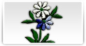broderii modele florale
