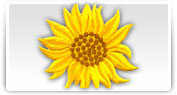 broderii modele florale
