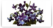 broderii modele florale